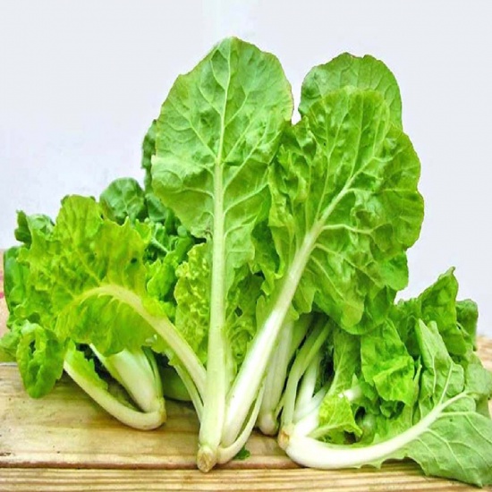 Cải bẹ dún VietGAP